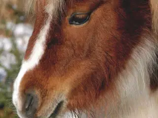 Shetlænder  SØGES