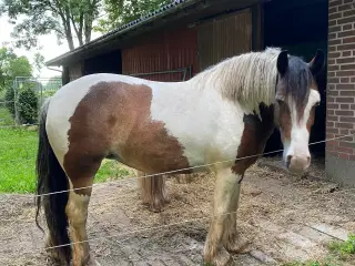 Irish Cob hoppe