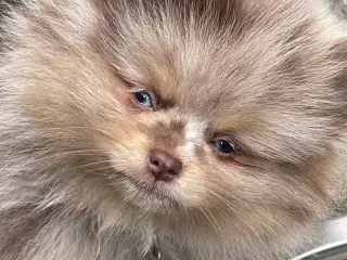 Danmarks’s Smukke  pomerania hvalpe 