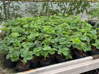 Jordbær planter 
