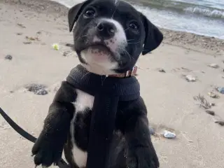 Kærlig Staffordshire Bullterrier tæve på 1 år søge