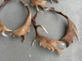 Flotte kastestænger fra dåhjorte sælges