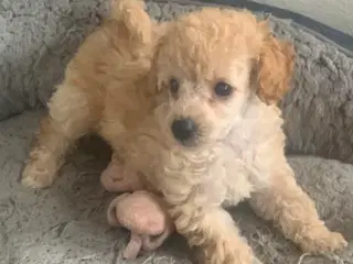Puddel hvalpe 