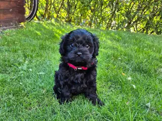 Cavalier puddel 