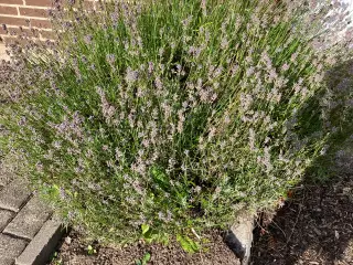 Lavendel og gul staud
