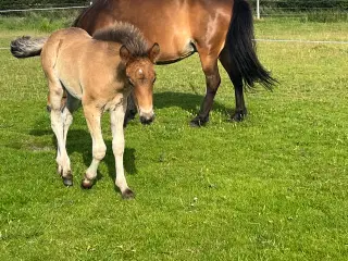 1 års islænder hingst 