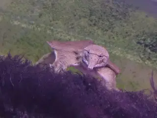 Kinesisk blødSkjolds skildpadde 