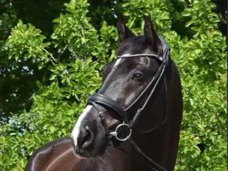 super dejlig hest 