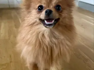 pomeranian tæve 7 måneder