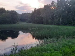 Jagt ejendom på 11,3Ha, særligt natur og egen sø.