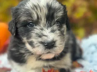 Australian shepherd/newfoundlænder hvalpe