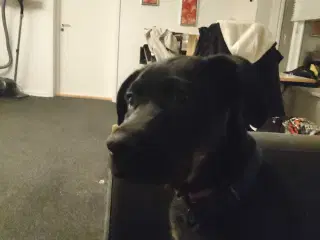 Rottweiler schæfer blandings hvalp 