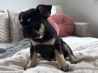 Smukke og lækre Fransk Bulldog drenge
