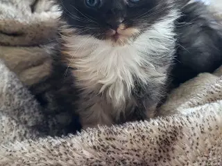 Maine Coon killinger (ægte)