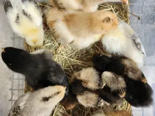 Kyllinger, 4 uger gamle