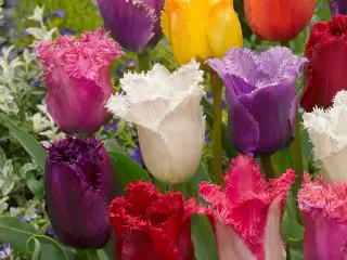 Tulipanløg - Frynset mix i farverig blanding
