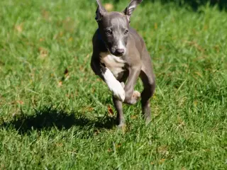 Smukke hvalpe Italiensk mynde og whippet 