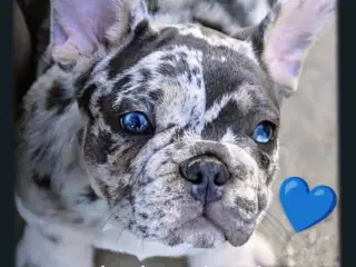Fransk bulldog hvalpe.