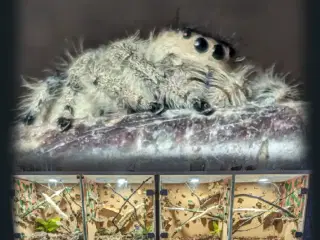 Edderkop Phidippus regius hunner.