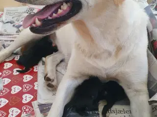 Labrador hvalpe salgsklare 23/8