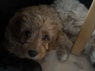 Cockapoo hvalp søger nyt hjem 