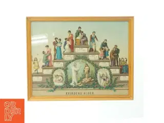 Vintage billede med illustrationer af kvindens alder (str. 43x34 cm)