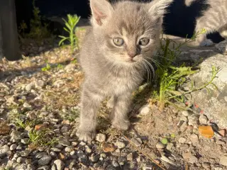 Tre små katte