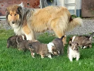5 collie hvalpe (Amerikansk)