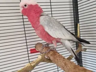 Tam Rosa Kakadue (han) på 1 år sælges