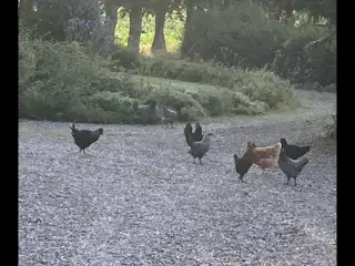Høns tæt på æglægning 