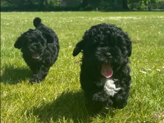 2 søde Shih-Poo hvalpe til salg 🐶❤️