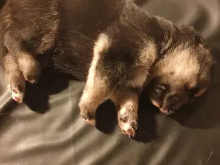Schæfer hvalpe/ 1/4 husky