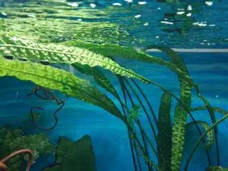 Hammerslået til akvariet 