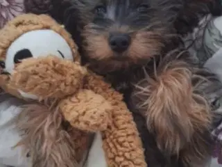 Yorkiepoo hvalp 7 måneder