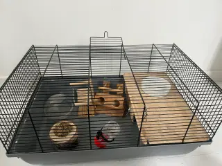 Bur til dværghamster