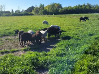 Får med lam