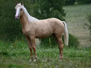 Palomino hoppeplag