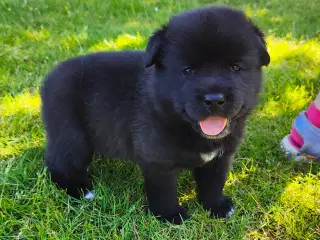 Hundehvalpe af Samojede/Labrador 