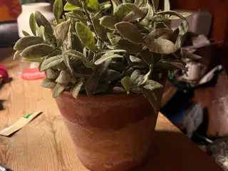Kunstig plante i krukke - BYD!