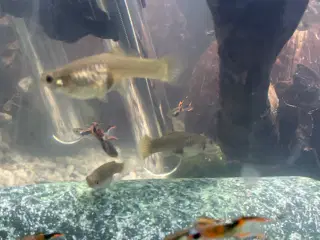 Endlers Guppy - 1 par = 20kr