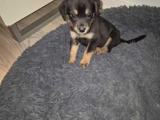 1 labrador/dobbermann hvalp