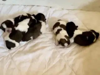 Små allergivenlige og ikke fældende hundehvalpe