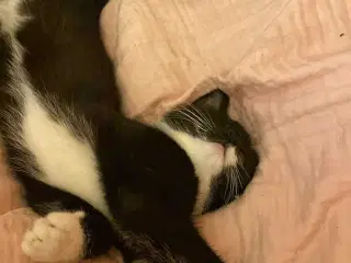 Verdens sødeste katte killing søger nyt hjem