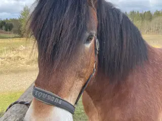 Sød Ardenner vallak