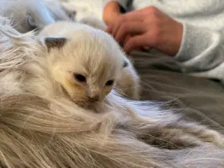 Ragdoll