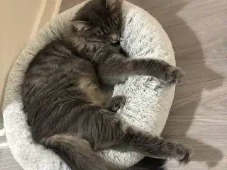 Frida og Findus søger nyt hjem