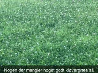 Ko wrap kløvergræs 