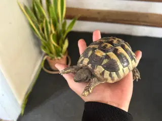 Græsk landskildpadde 