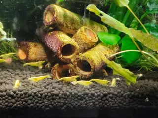 Neocaridina sp. yellow rejer