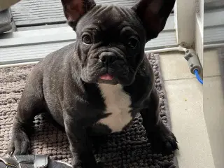 Franch bulldog 